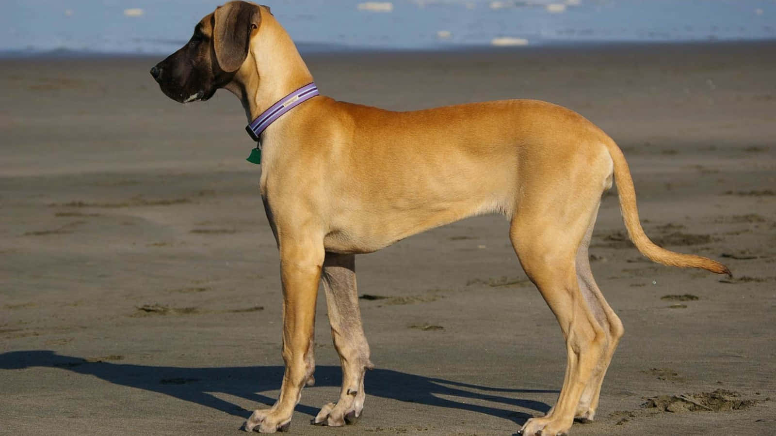 Great Dane Megah Di Pantai Wallpaper