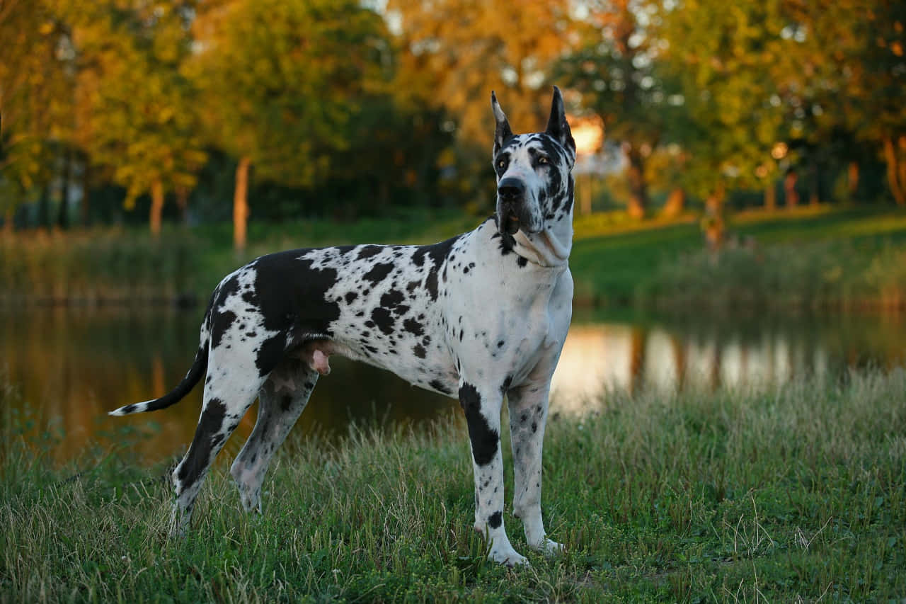 Majestic Great Dane Resting In Lush Field Wallpaper