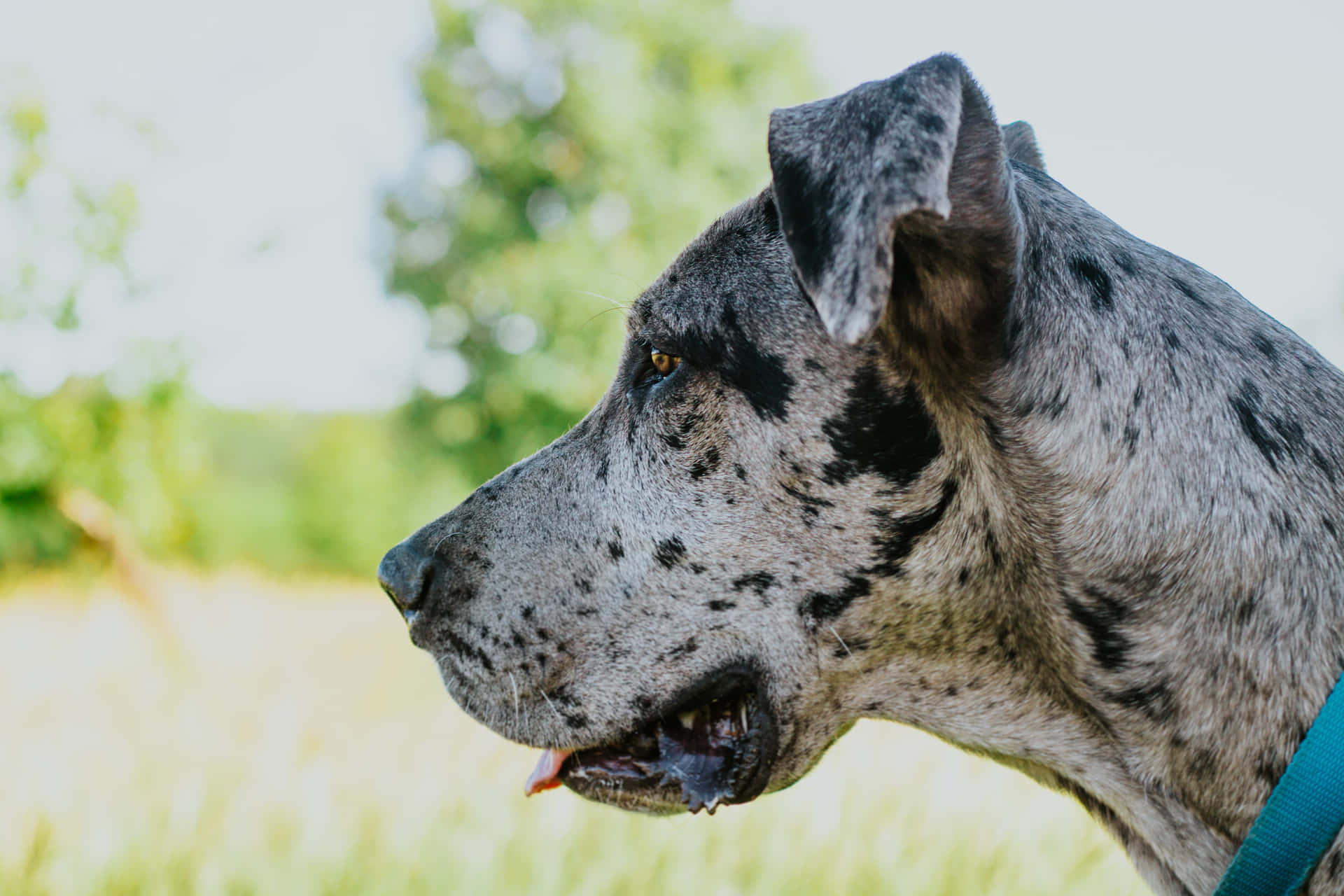 Majestic Great Dane Standing In Nature Wallpaper