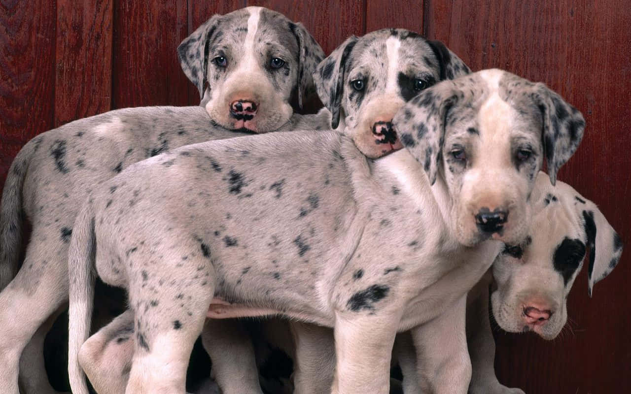 Majestic Great Dane Standing Proud In Nature Wallpaper