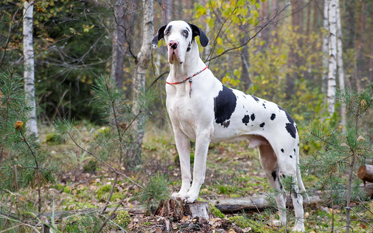 Download Majestic Great Dane Standing Tall Wallpaper | Wallpapers.com