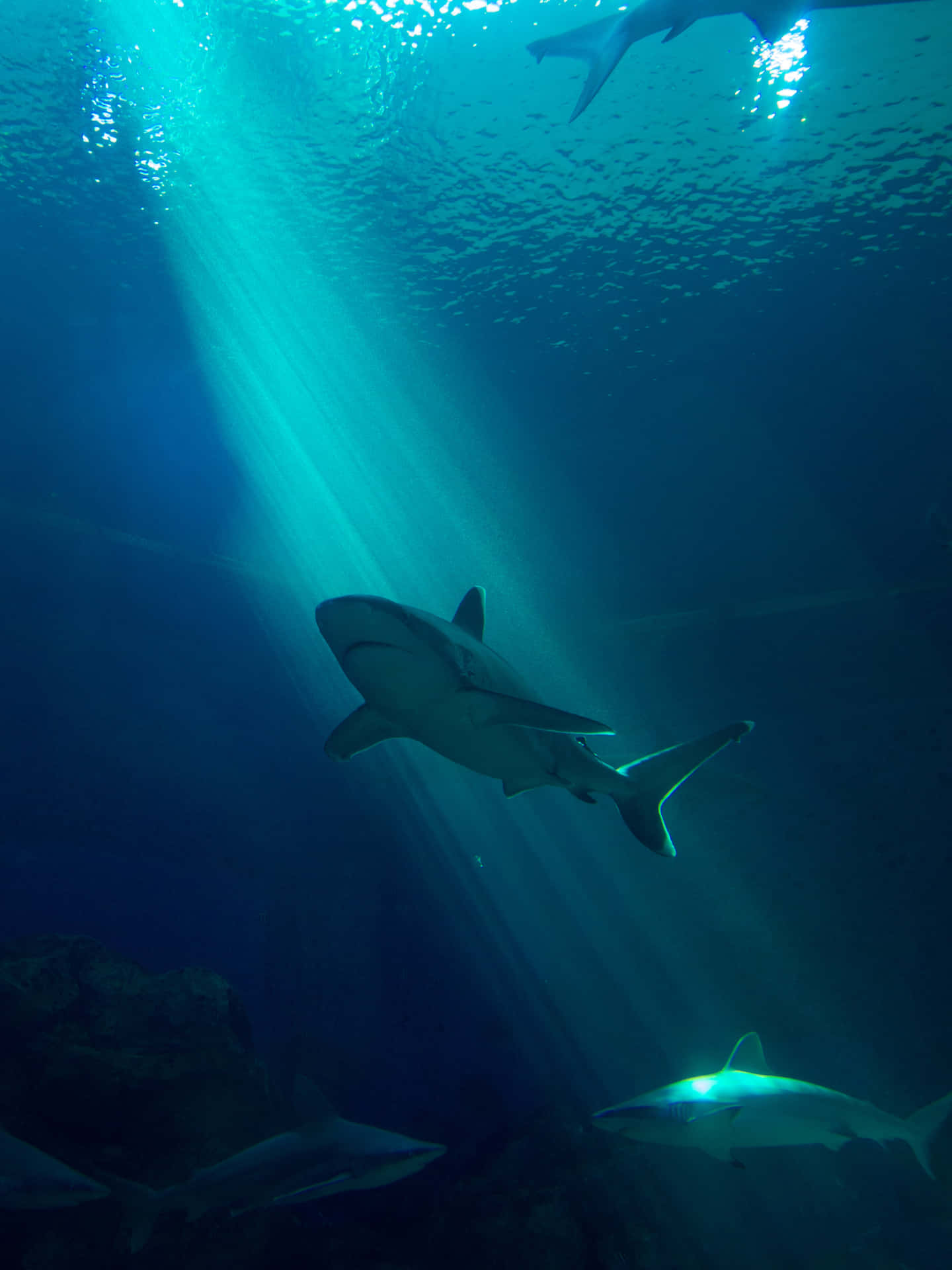 Majestic Great White Shark In Deep Blue Waters