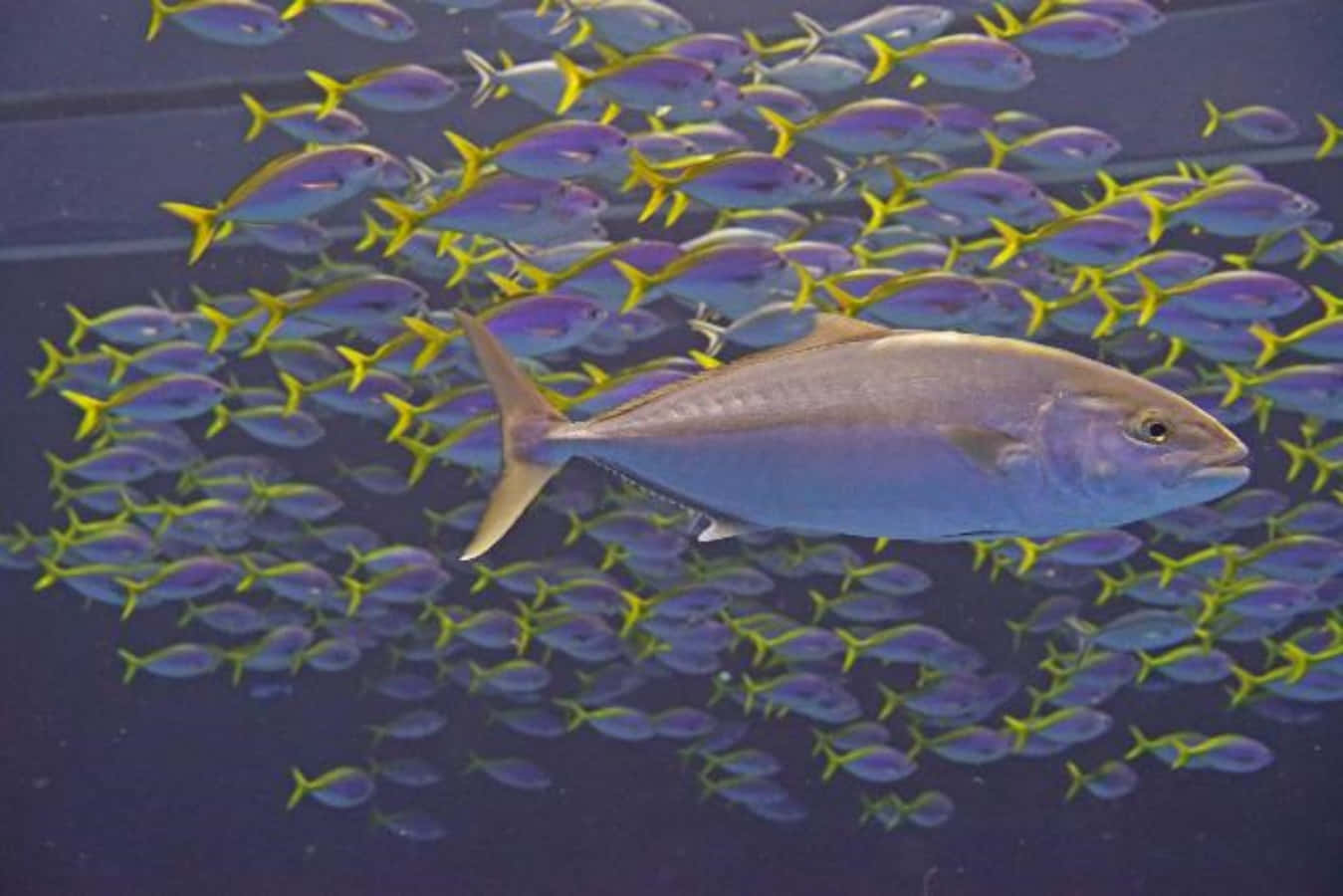 Majestic Greater Amberjack Gliding Through Clear Ocean Waters Wallpaper