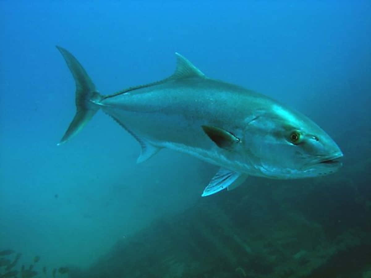 Majestic Greater Amberjack In Natural Habitat Wallpaper