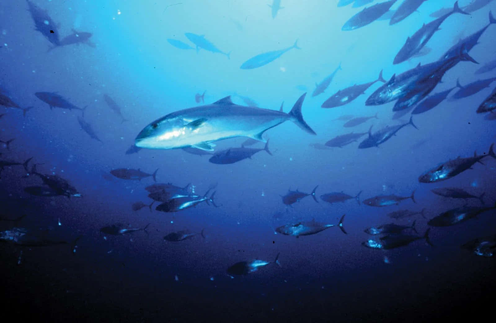 Majestic Greater Amberjack Swimming Through Clear Ocean Waters Wallpaper