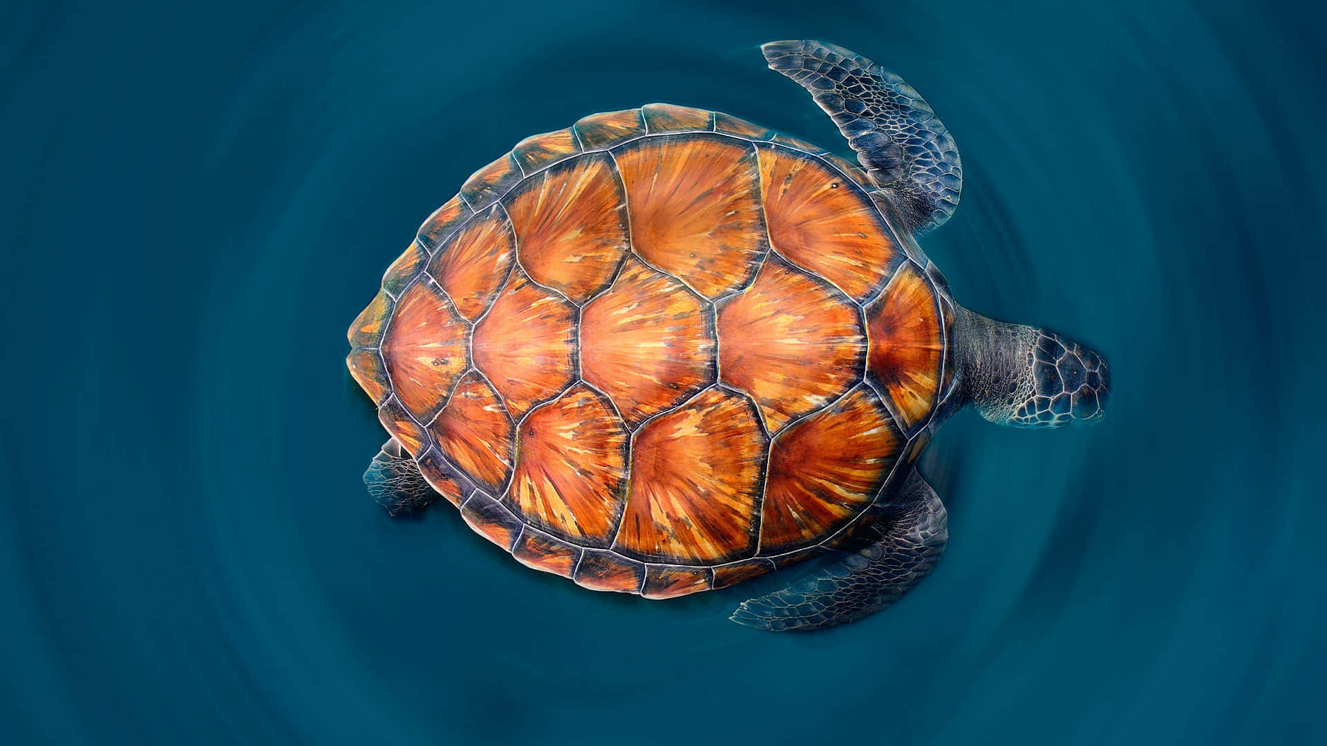 Majestic Green Sea Turtle Swimming Wallpaper