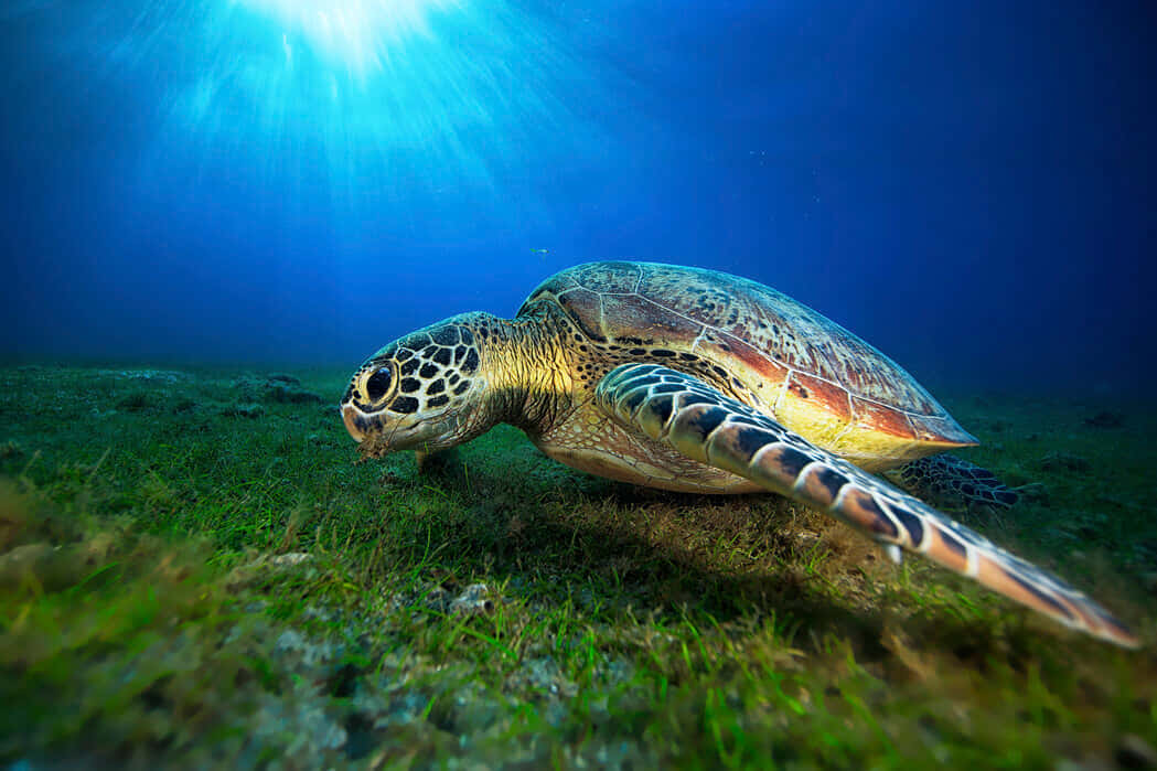 Majestic_ Green_ Sea_ Turtle_ Underwater Wallpaper