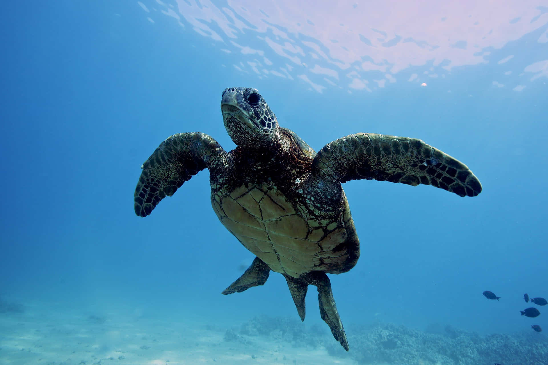 Majestic_ Green_ Sea_ Turtle_ Underwater.jpg Wallpaper
