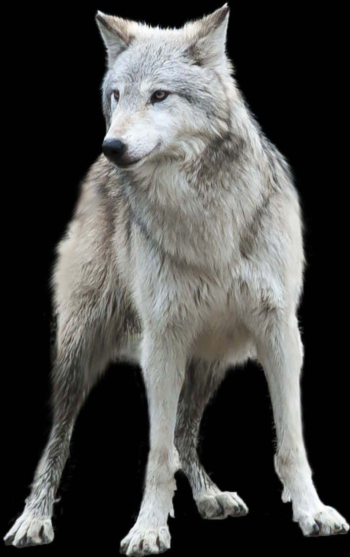 Majestic Grey Wolf Isolatedon Black PNG