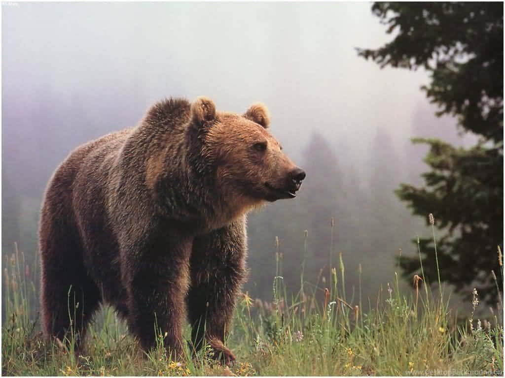 Majestic Grizzly Bearin Nature Wallpaper