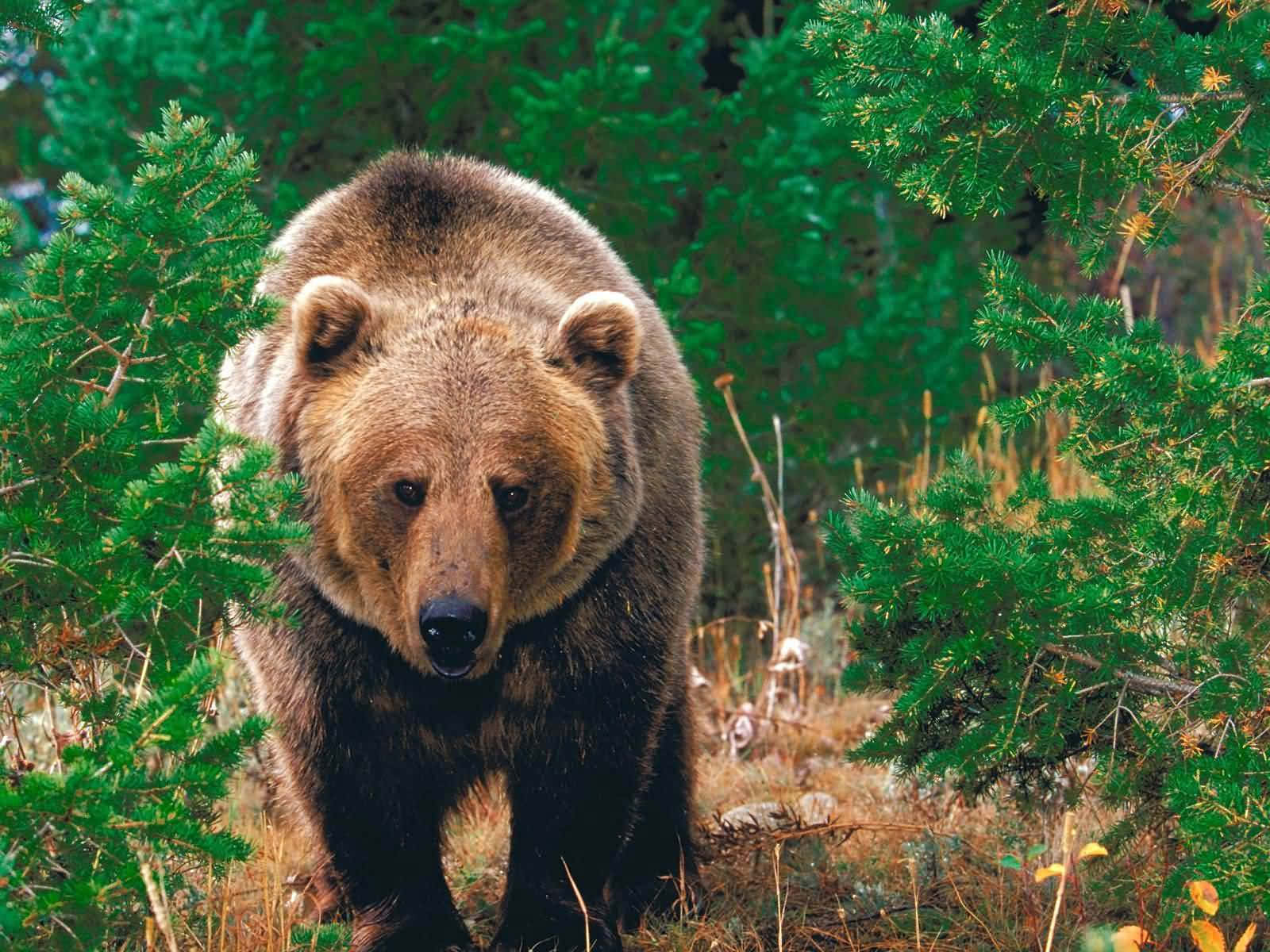 Majestic Grizzly Bearin Wilderness Wallpaper