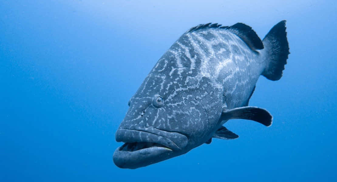 Majestic Grouper Fish In Deep Sea Wallpaper