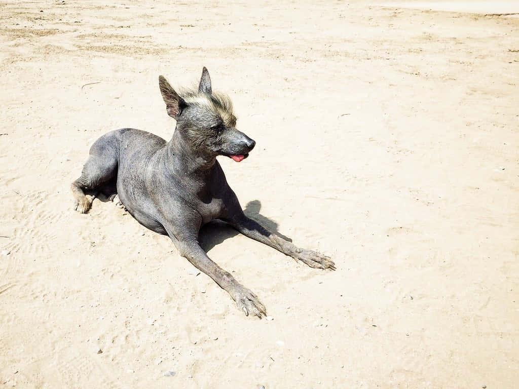 Majestic Hairless Dog Posing With Grace Wallpaper