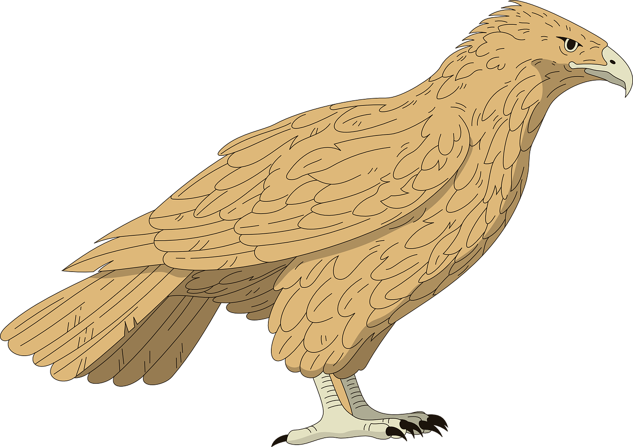 Majestic Hawk Illustration PNG