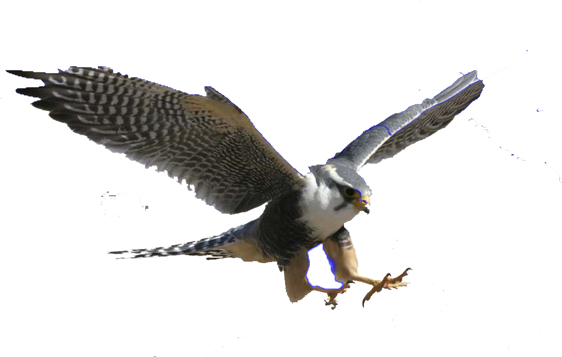 Majestic Hawk In Flight PNG