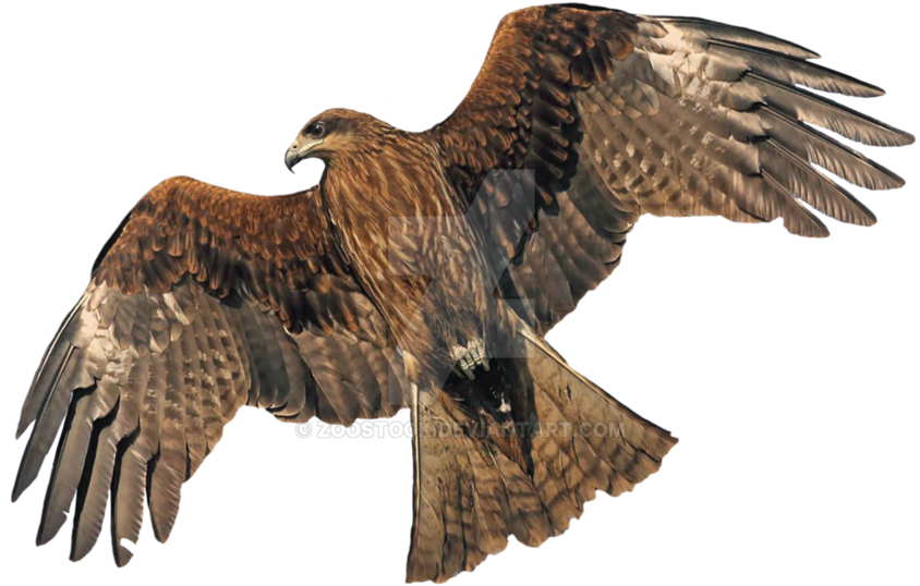 Majestic Hawk In Flight PNG