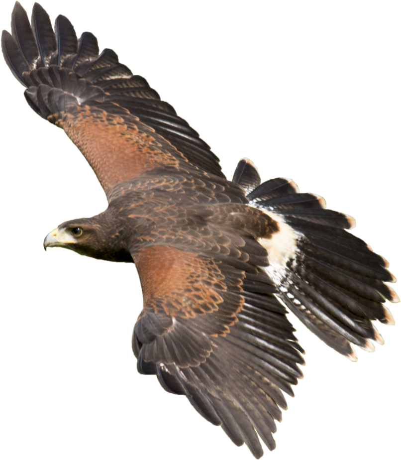 Majestic Hawk In Flight.png PNG