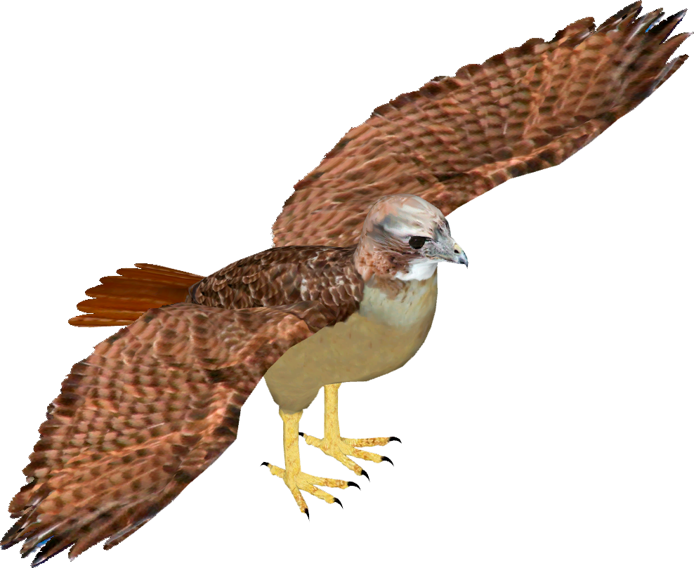 Majestic Hawk In Flight.png PNG