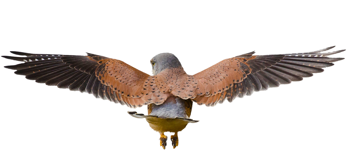 Majestic Hawk In Flight PNG