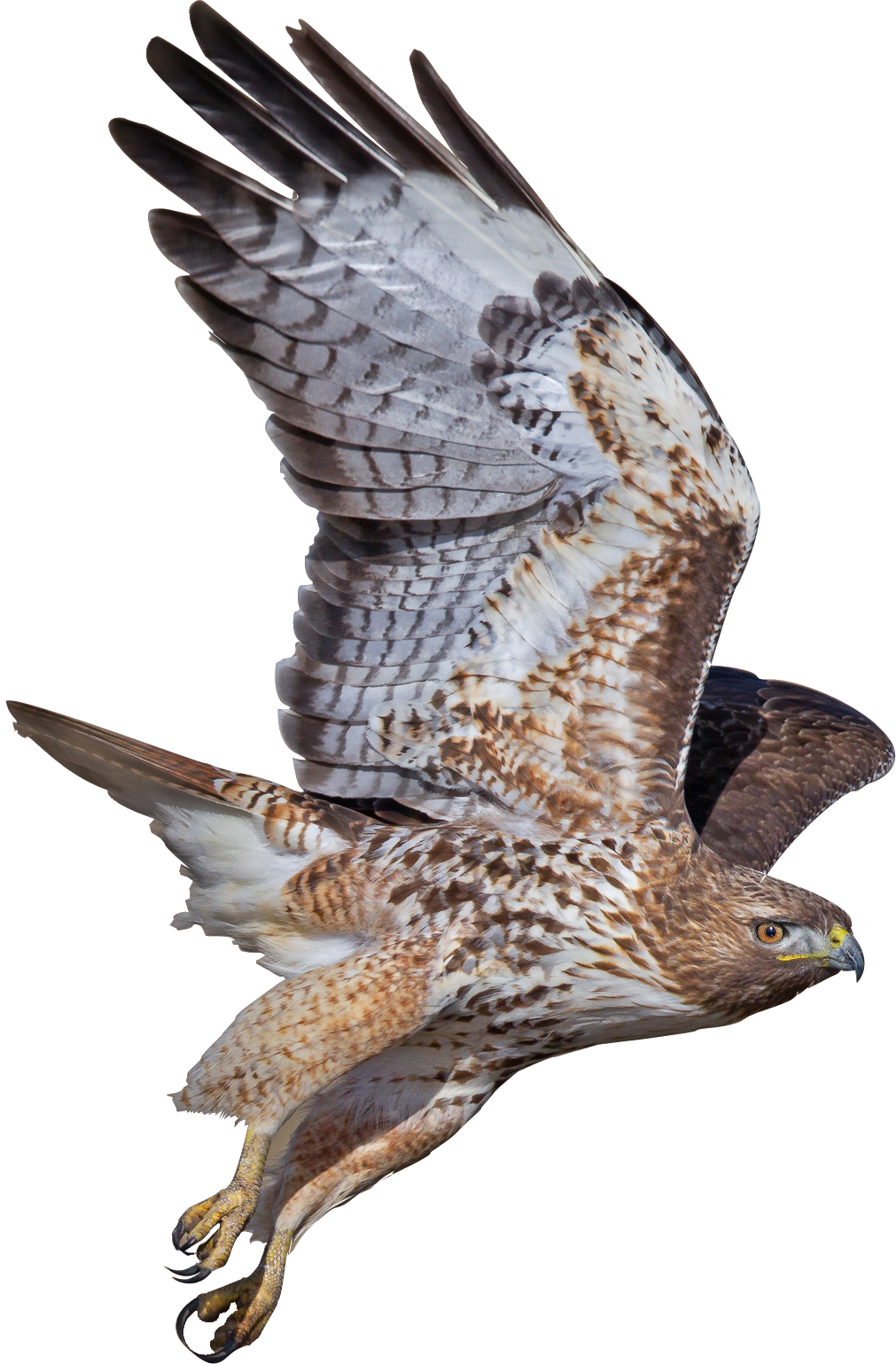 Majestic Hawk In Flight PNG