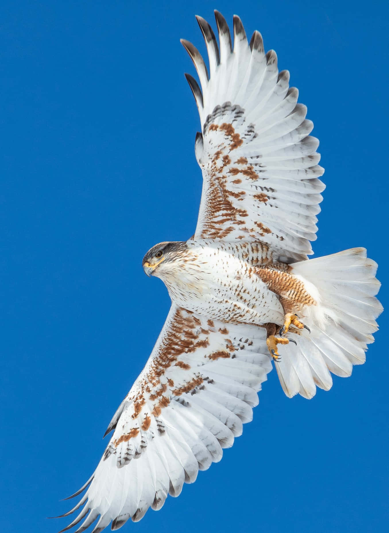 Majestic Hawk In Flight