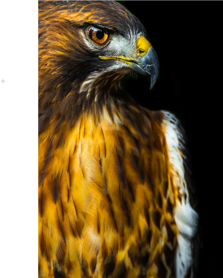 Majestic Hawk Portrait PNG