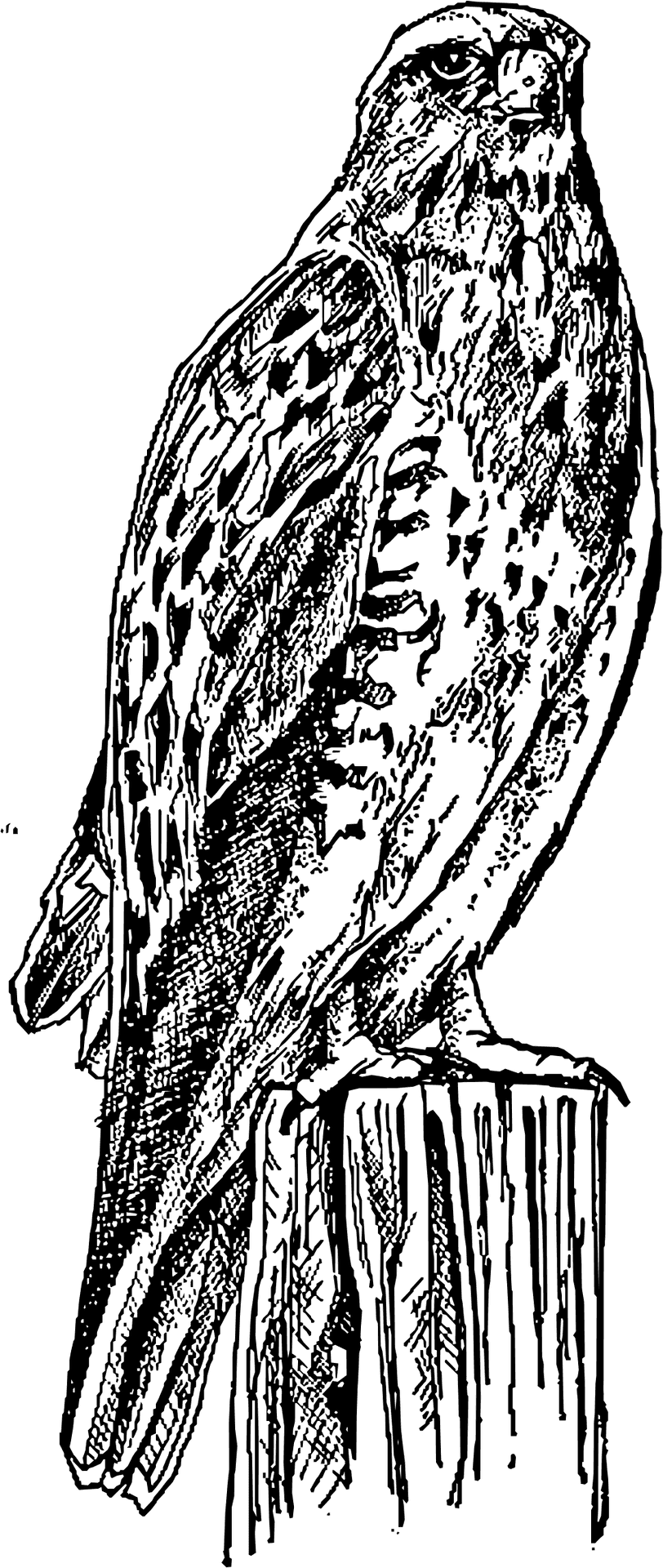 Majestic Hawk Sketch PNG