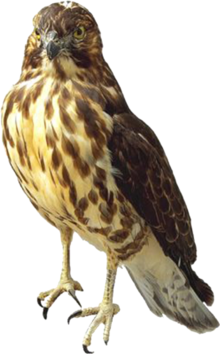 Majestic Hawk Standing PNG