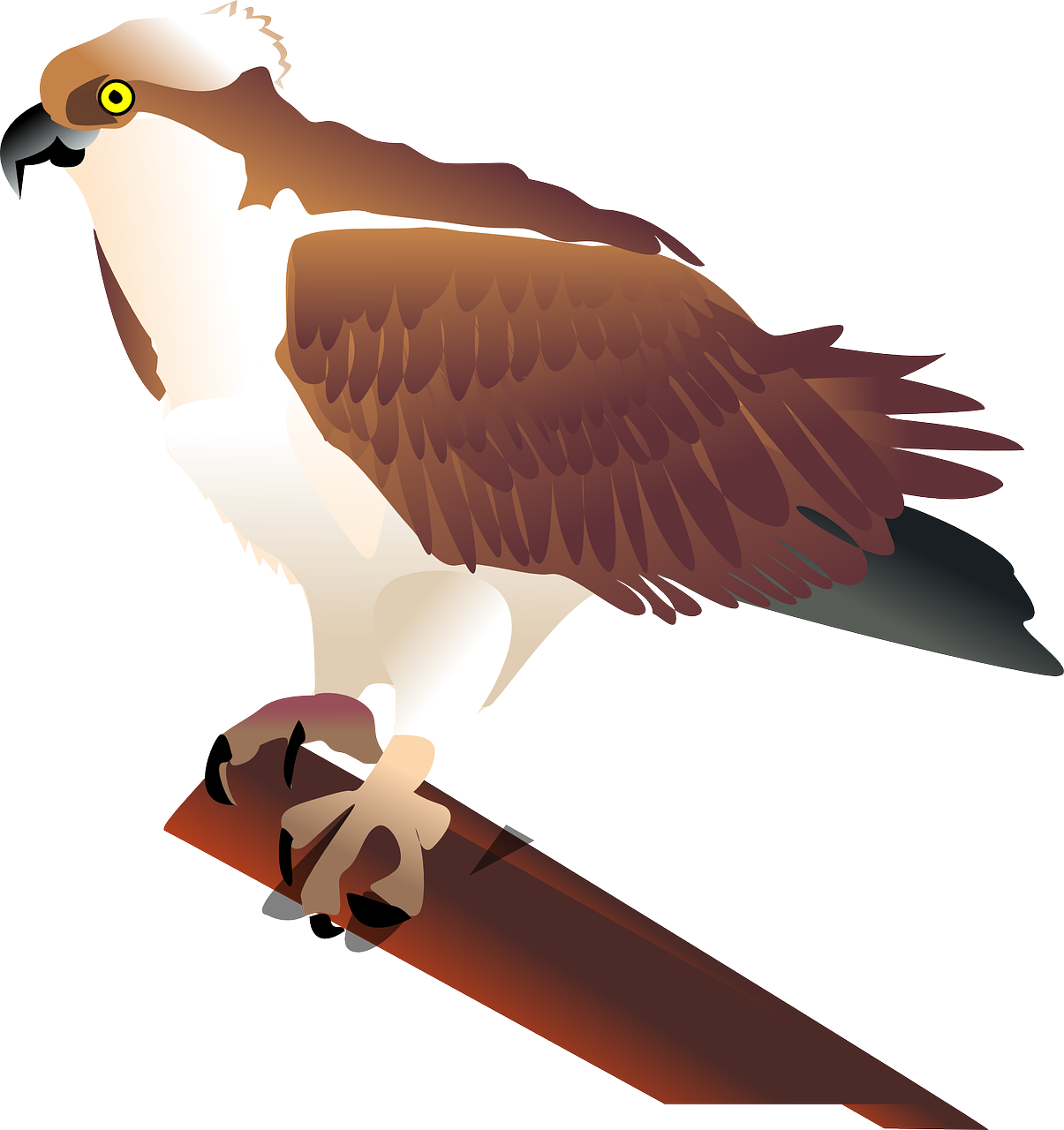 Majestic Hawk Vector Illustration PNG