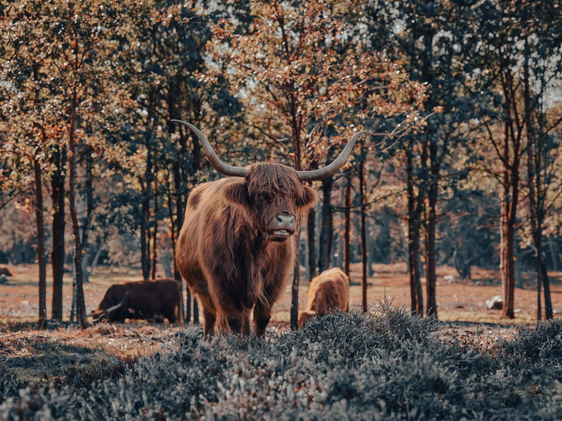 Majestic_ Highland_ Cow_in_ Woodland Wallpaper