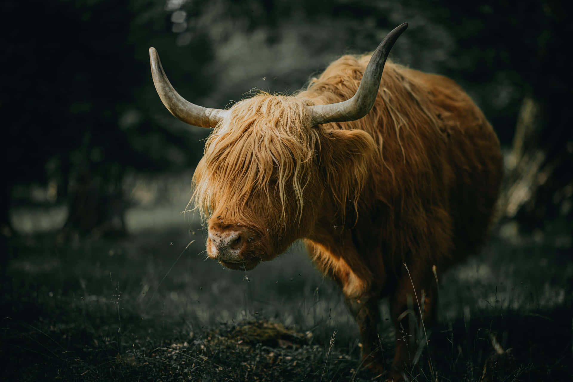 Majestic Highland Cowin Nature.jpg Wallpaper