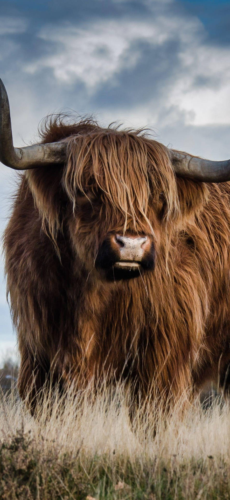 Majestic Highland Ox Wallpaper