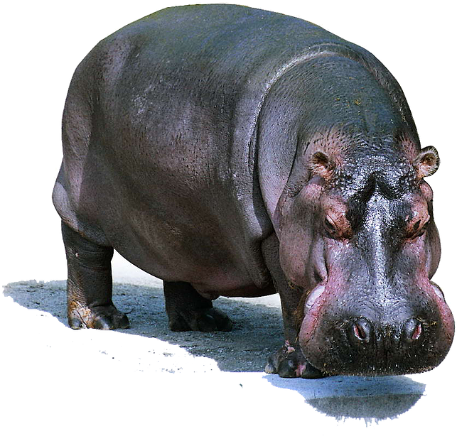 Majestic Hippo Standing PNG