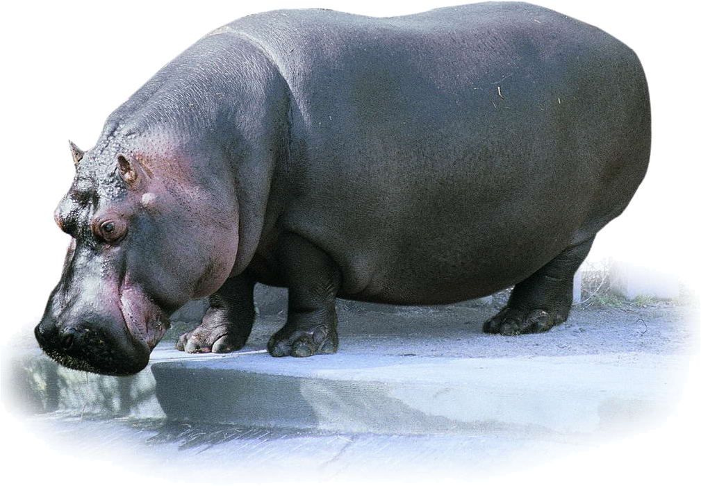 Majestic Hippo Standing PNG