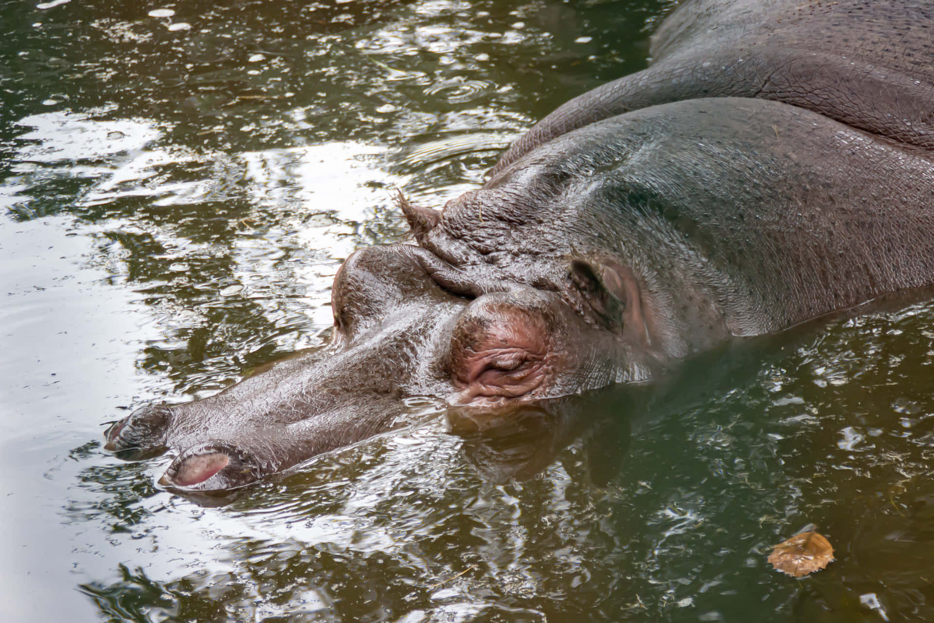 Majestic Hippopotamus Submerged In Water