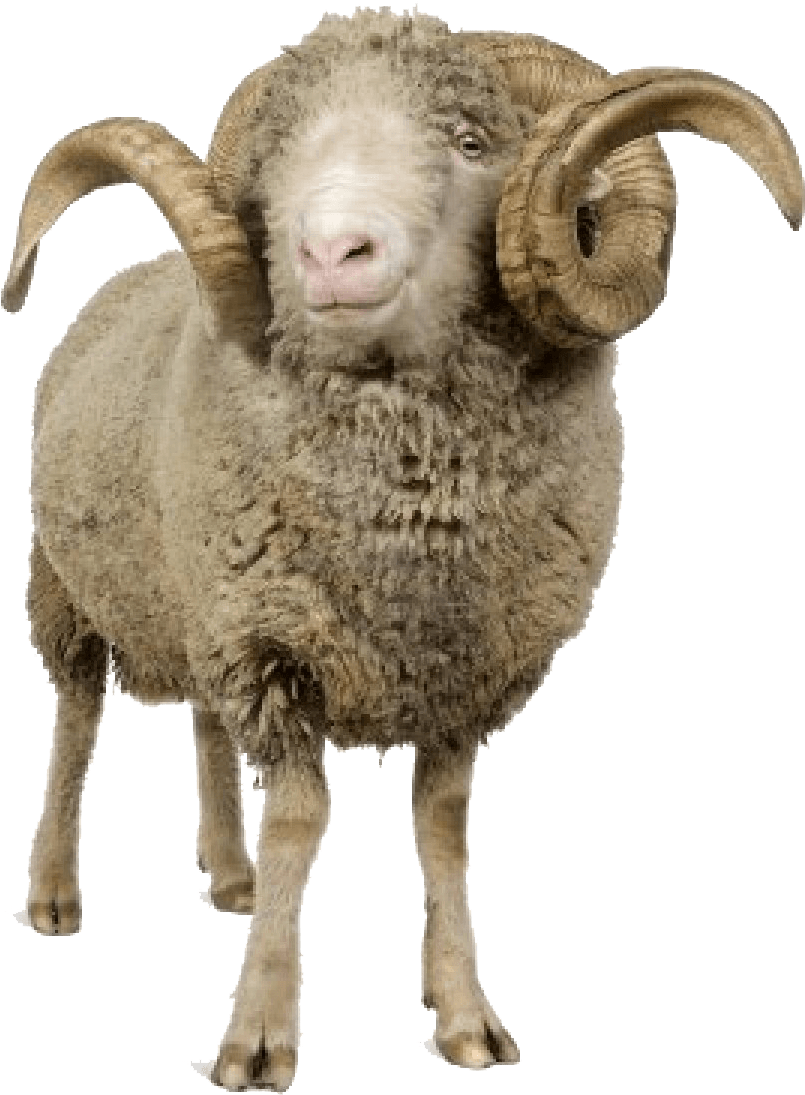 Majestic Horned Sheep PNG