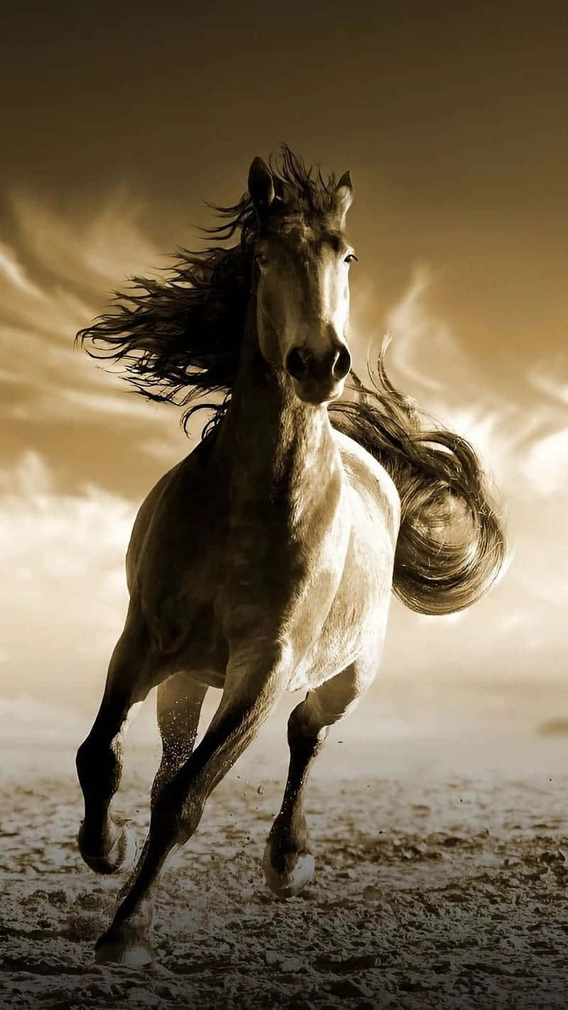 Majestic_ Horse_ Galloping_ Sepia_ Tone.jpg Wallpaper