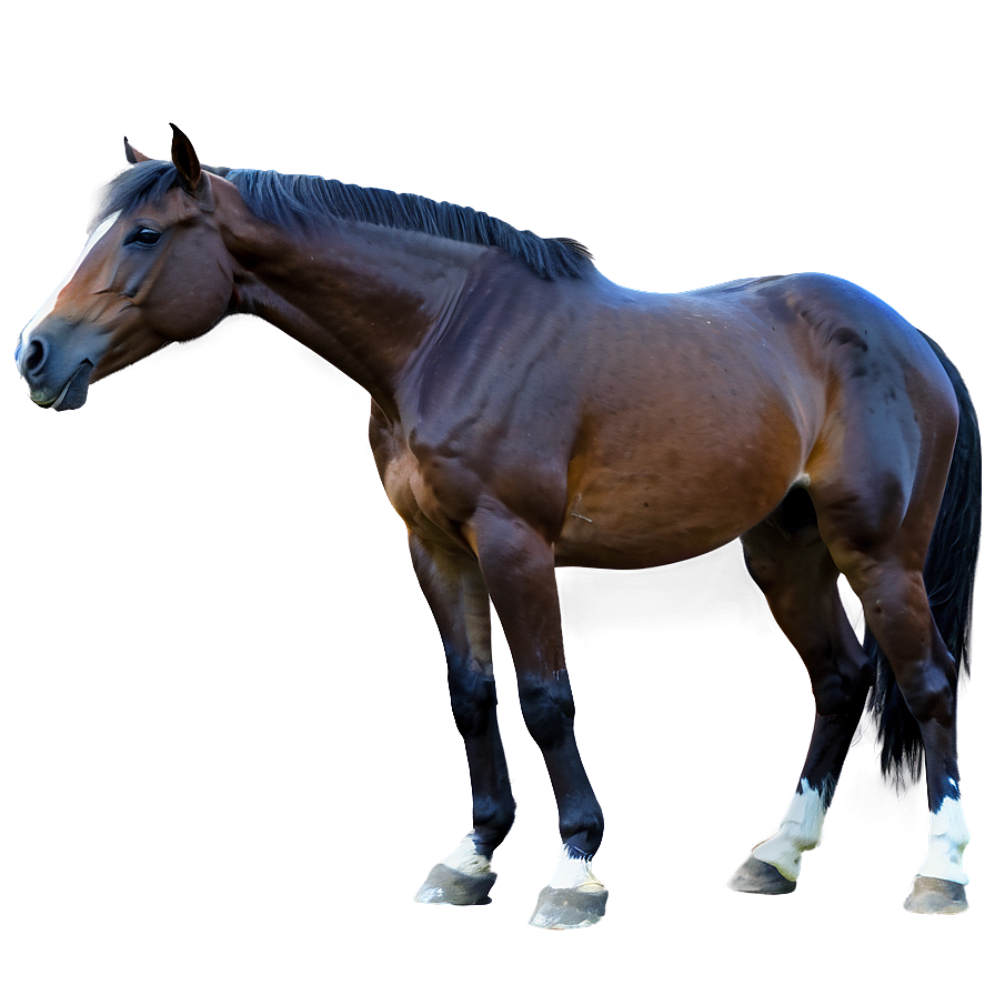 Majestic Horse Png Dsr34 PNG