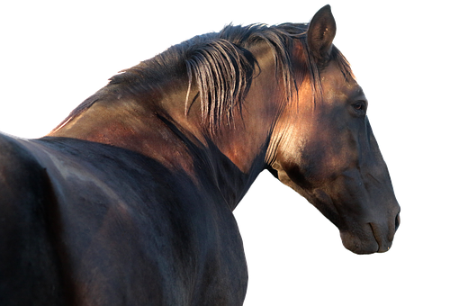 Majestic Horse Profile Against Black Background.jpg PNG