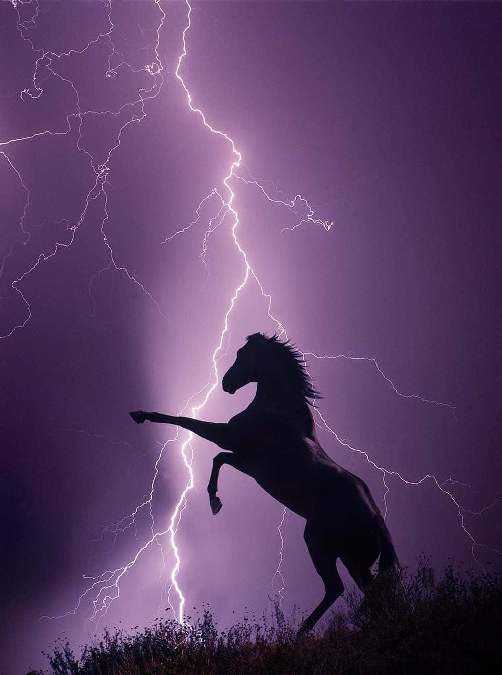 Majestic_ Horse_ Silhouette_ With_ Lightning_ Background.jpg Wallpaper