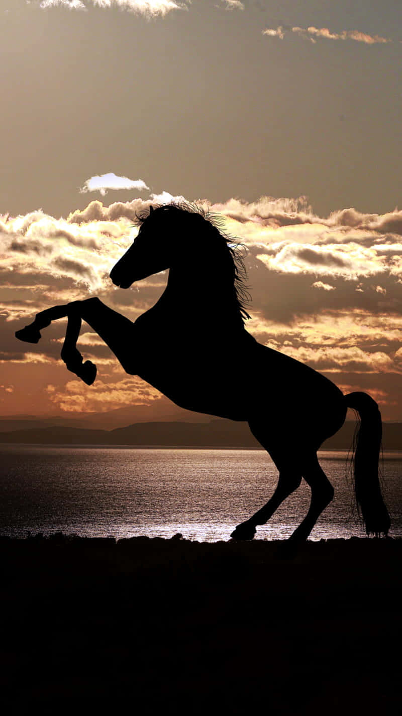 Majestic Horse Silhouetteat Sunset Wallpaper