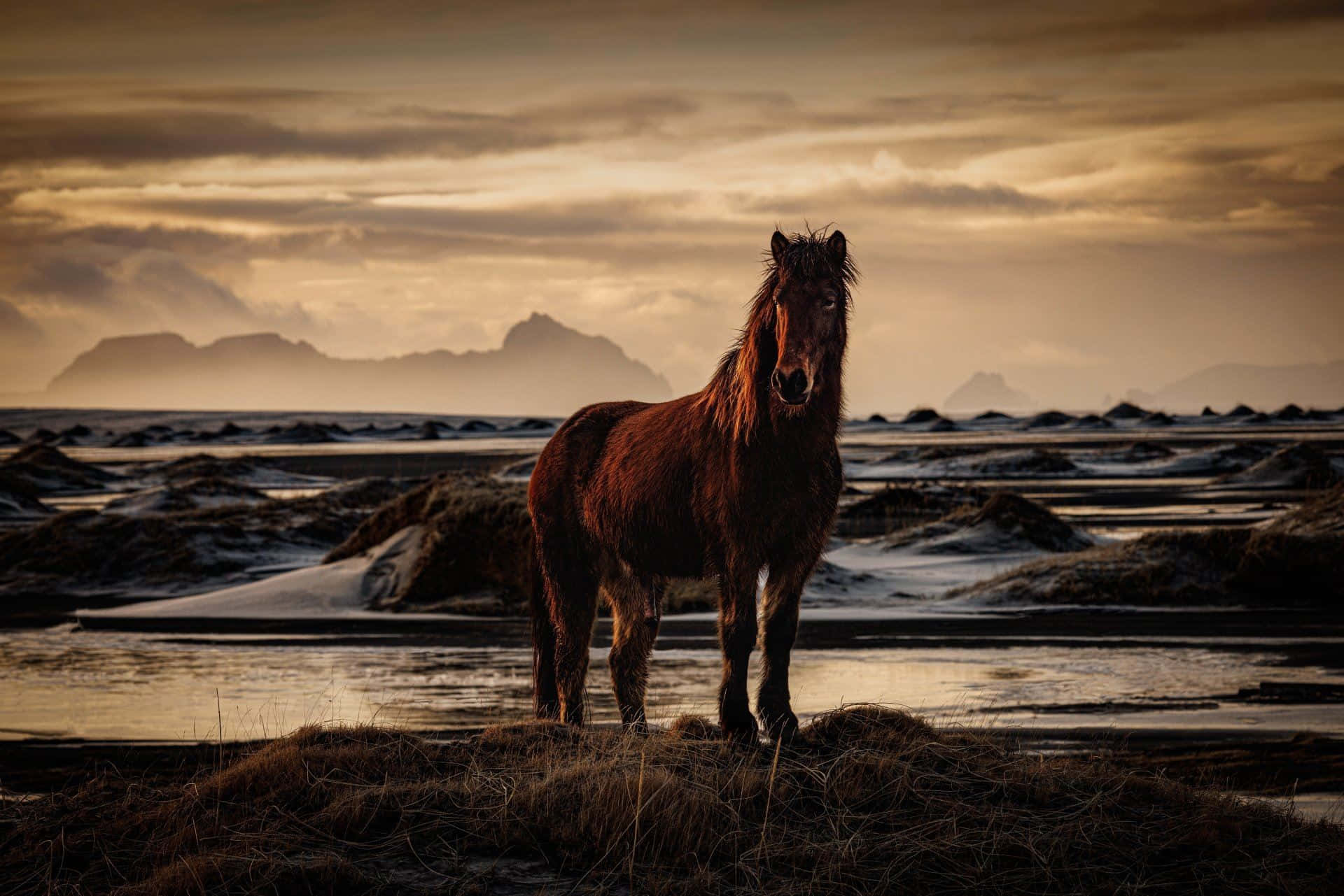 Majestic Horse Sunset Beach Wallpaper