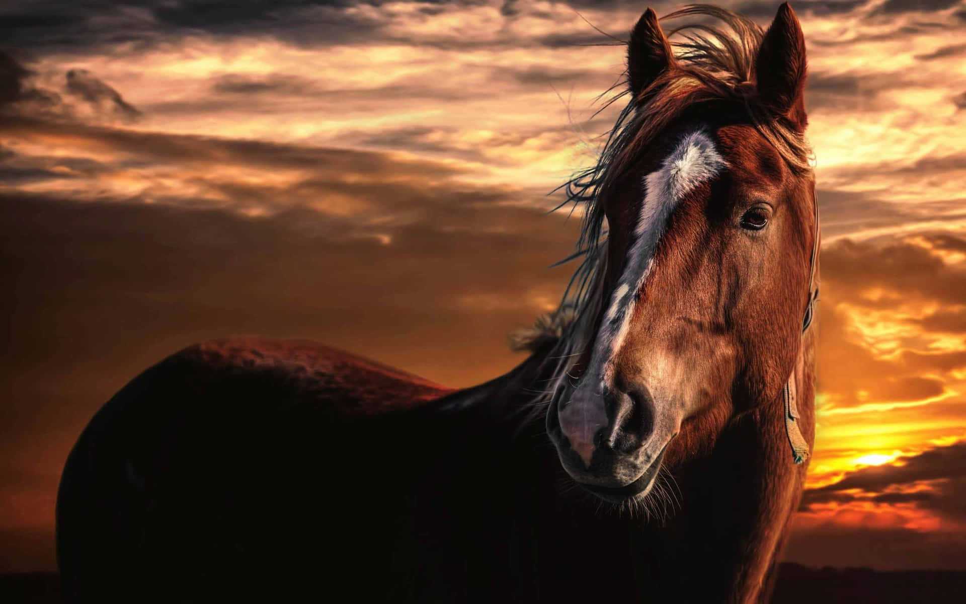 Majestic Horse Sunset Silhouette Wallpaper