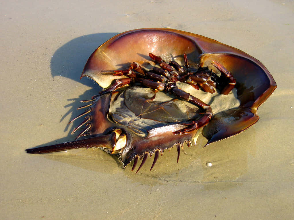 Majestic Horseshoe Crab On Sandy Shore Wallpaper