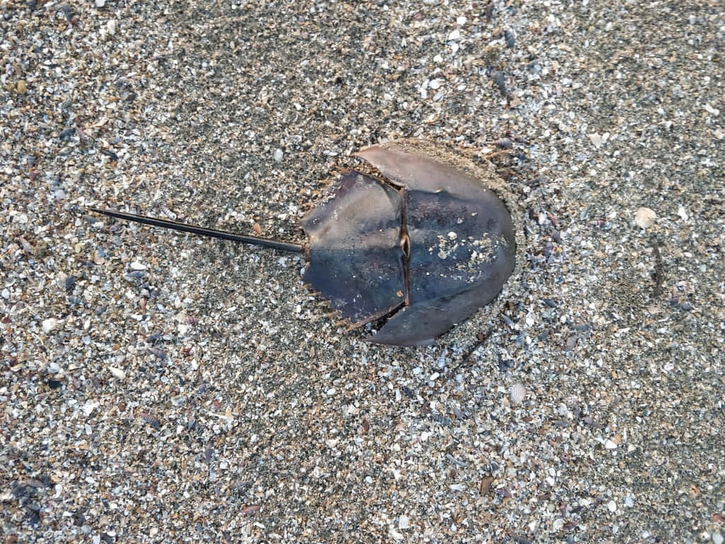 Majestic Horseshoe Crab On The Seashore Wallpaper