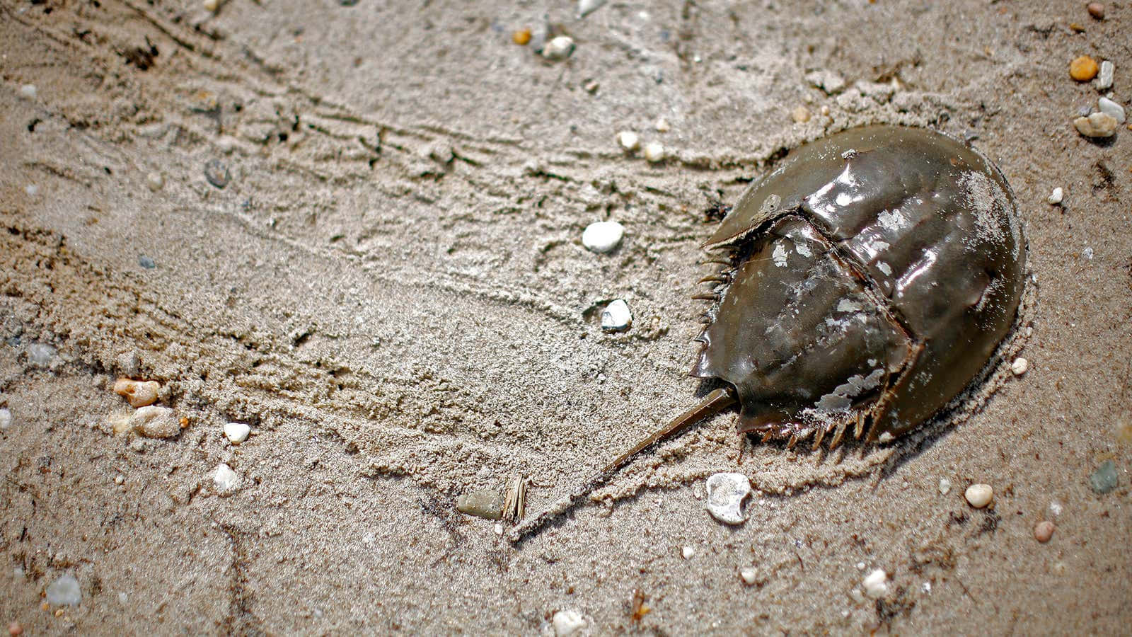 Majestic Horseshoe Crab On The Shore Wallpaper