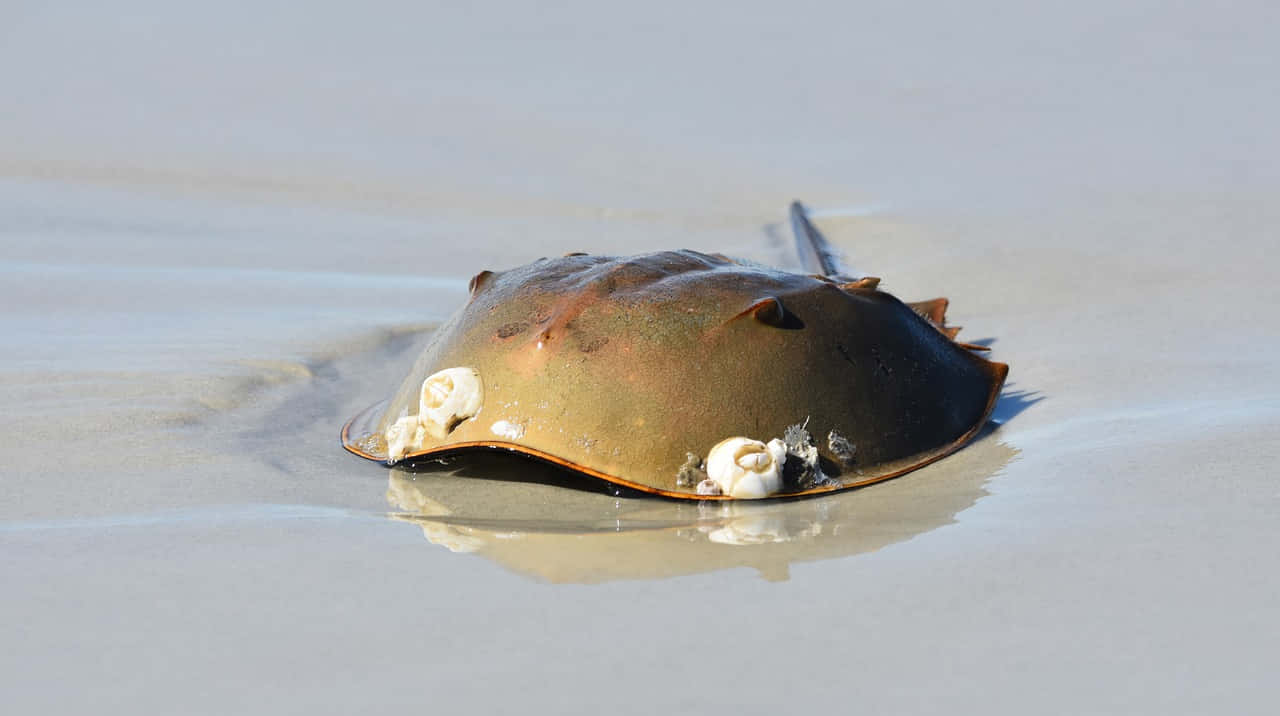 Majestic Horseshoe Crab On The Shore Wallpaper