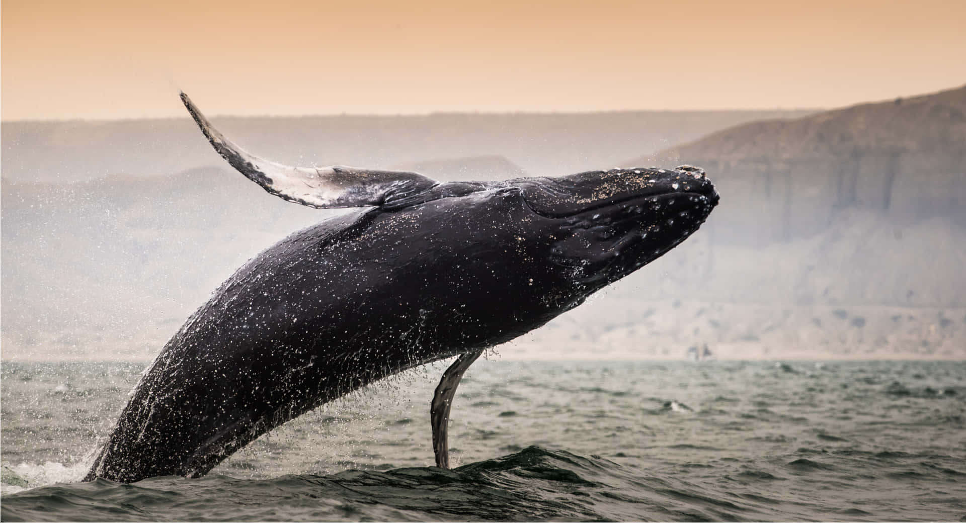 Majestic Humpback Whale Breaching Wallpaper