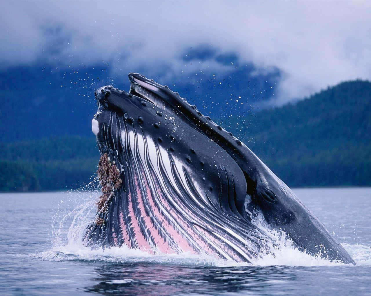 Majestic Humpback Whale Breaching Wallpaper