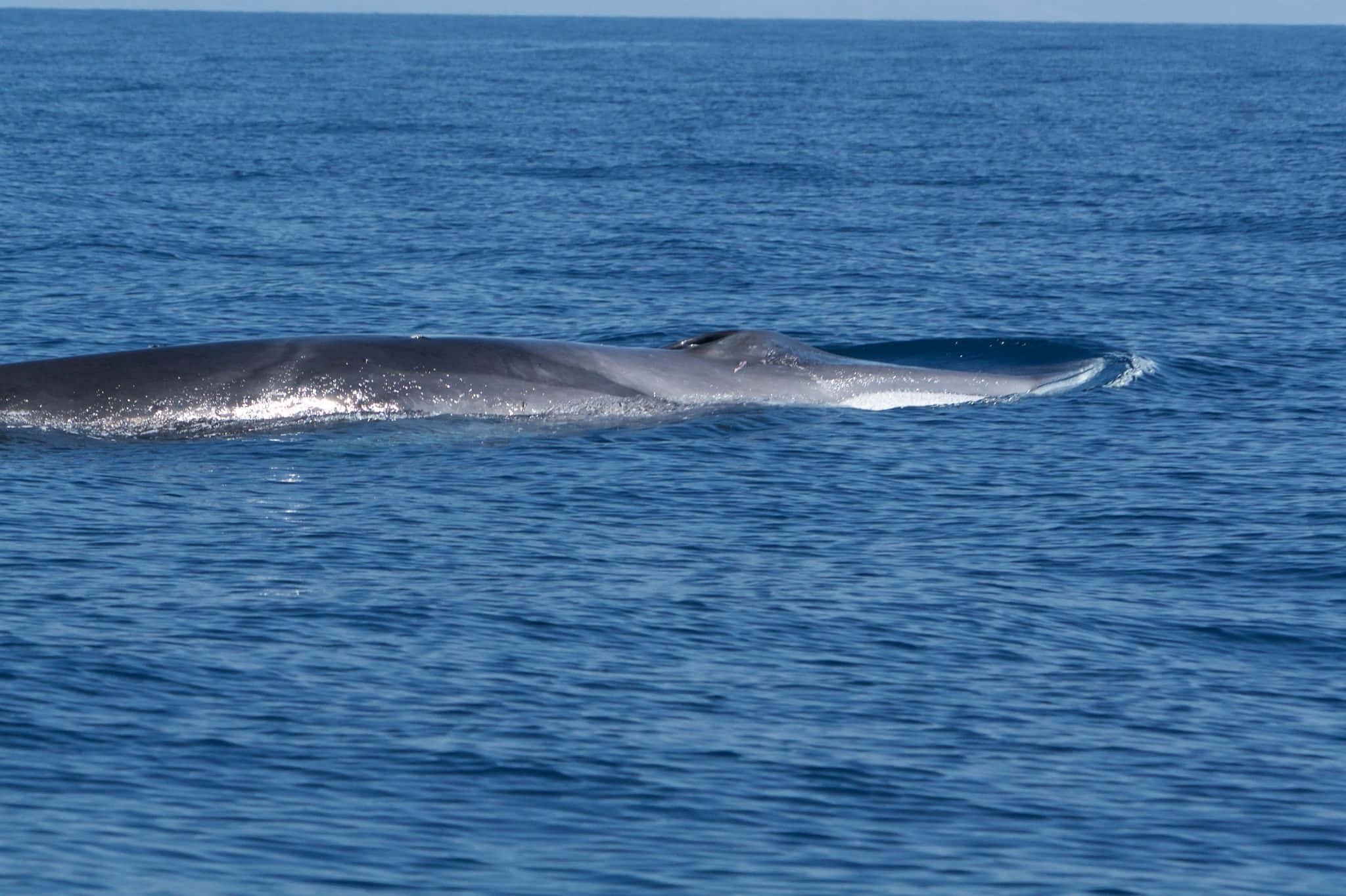 Majestic Humpback Whale Breaching Out Of The Sea Wallpaper